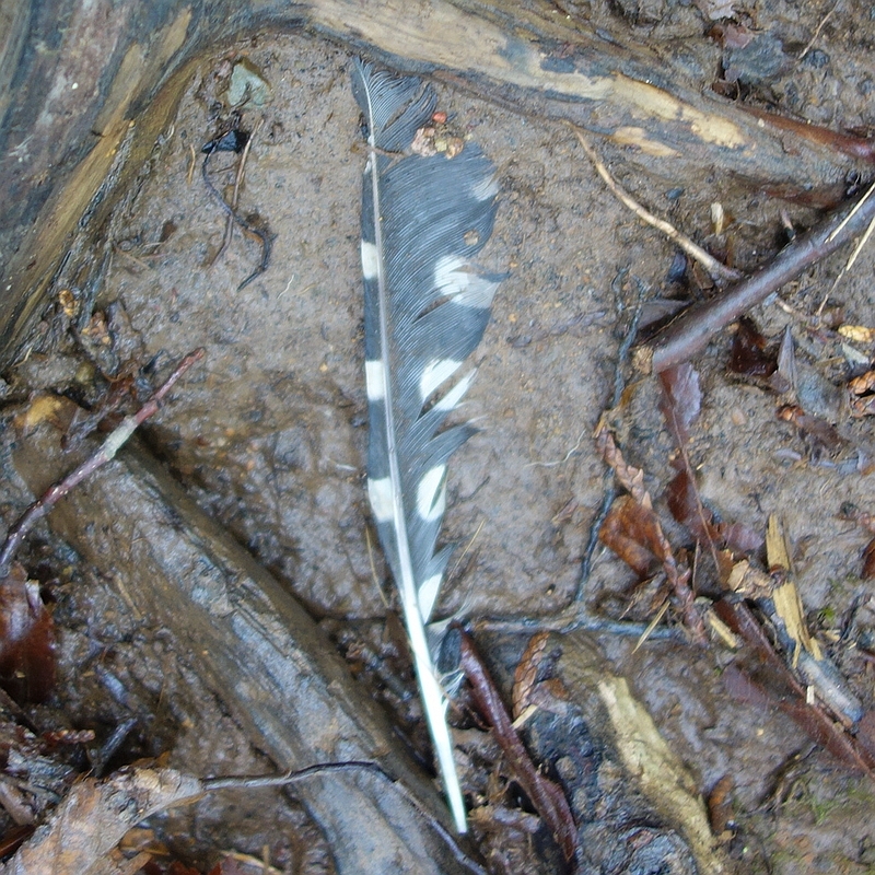 鳥の羽根。おそらくアカゲラかコゲラ。