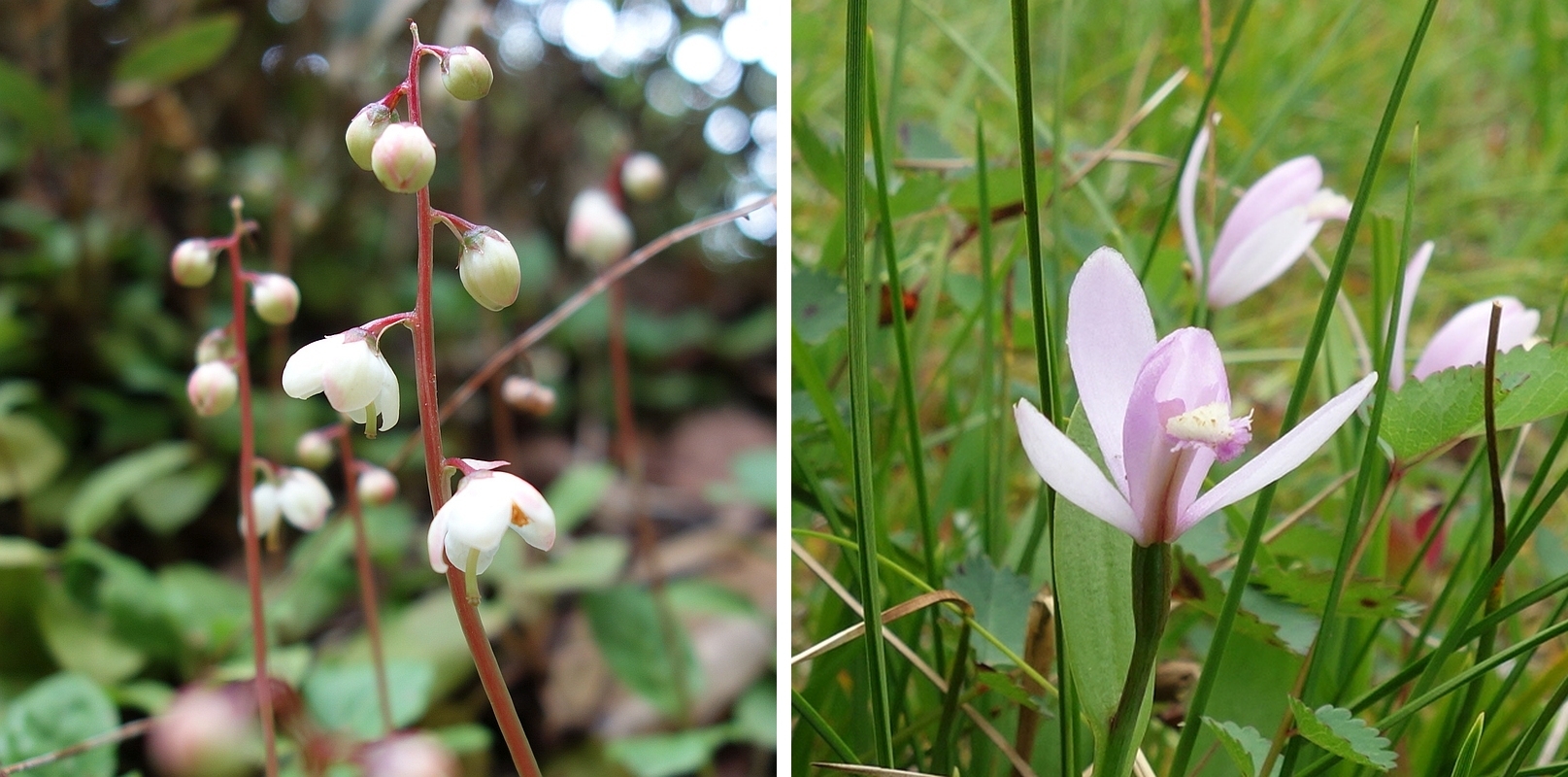 コバノイチヤクソウとトキソウ