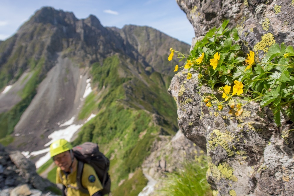 ミヤマキンバイ