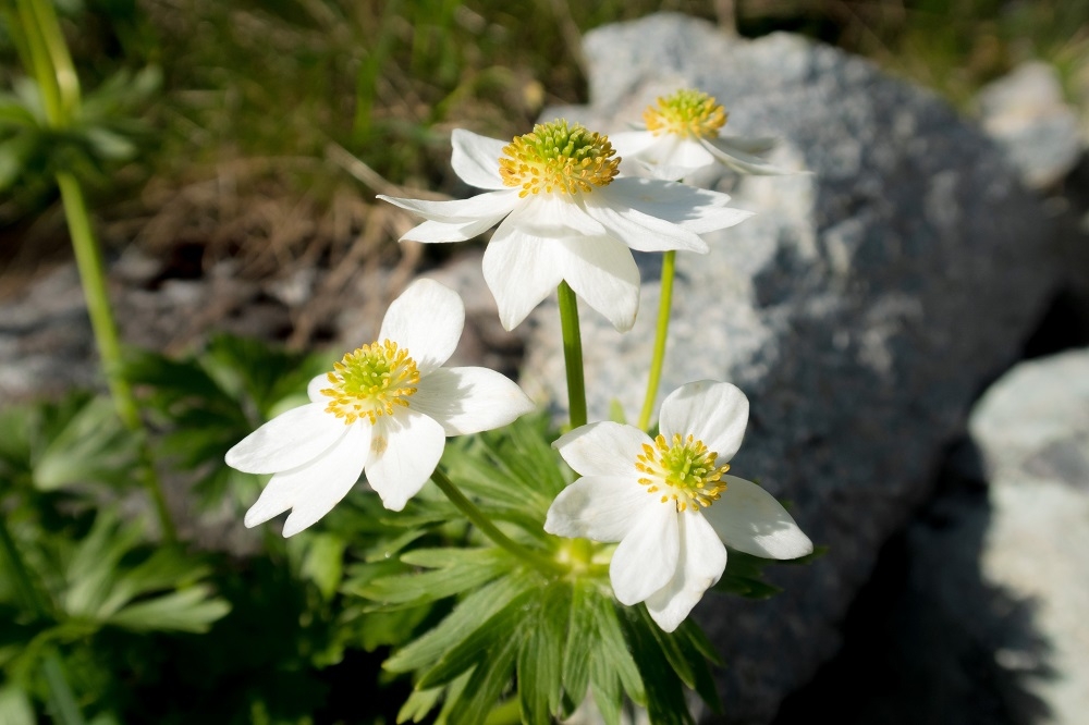 ハクサンイチゲ