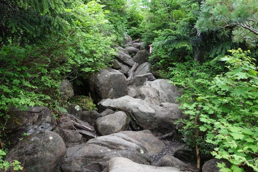 9合目付近の樹林帯の岩場