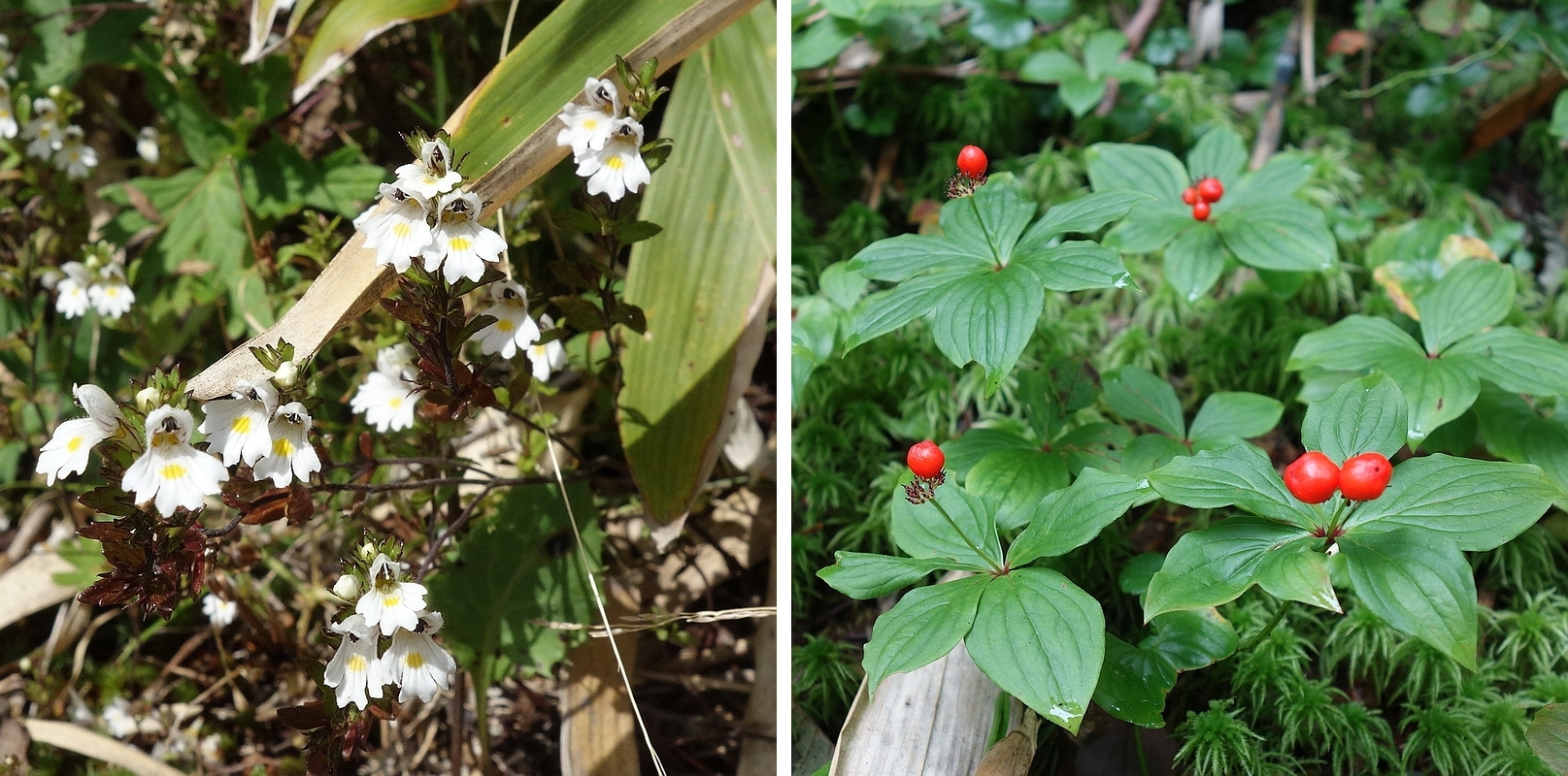 コゴメグサとゴゼンタチバナ
