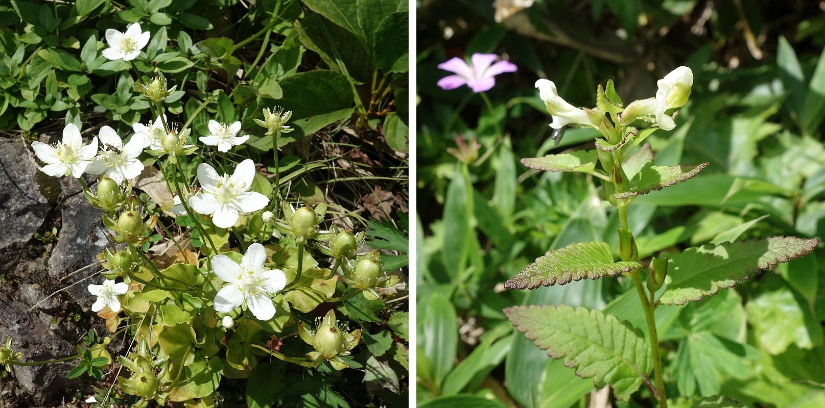 ウメバチソウとエゾシオガマ