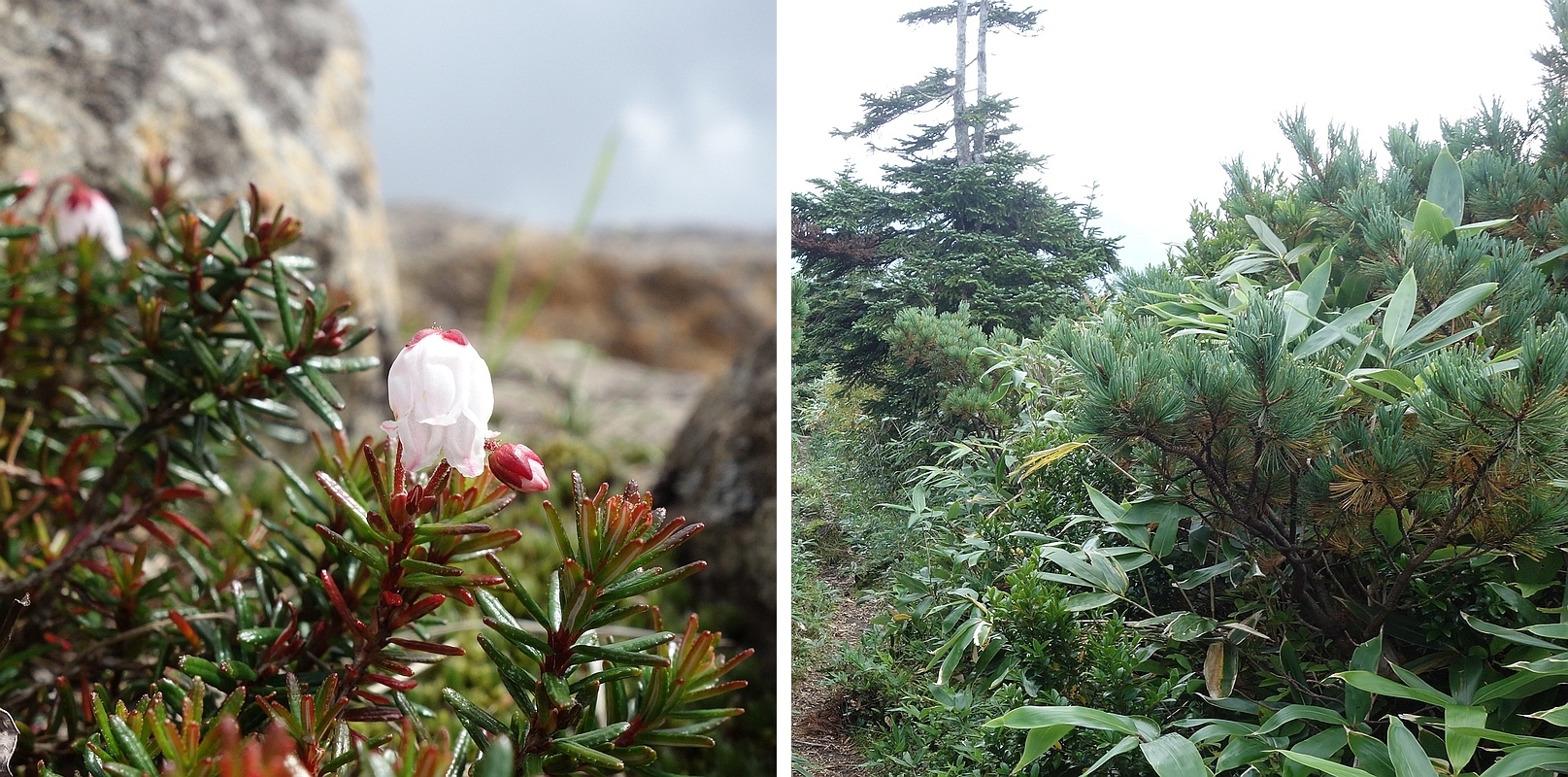 ツガザクラとハイマツ