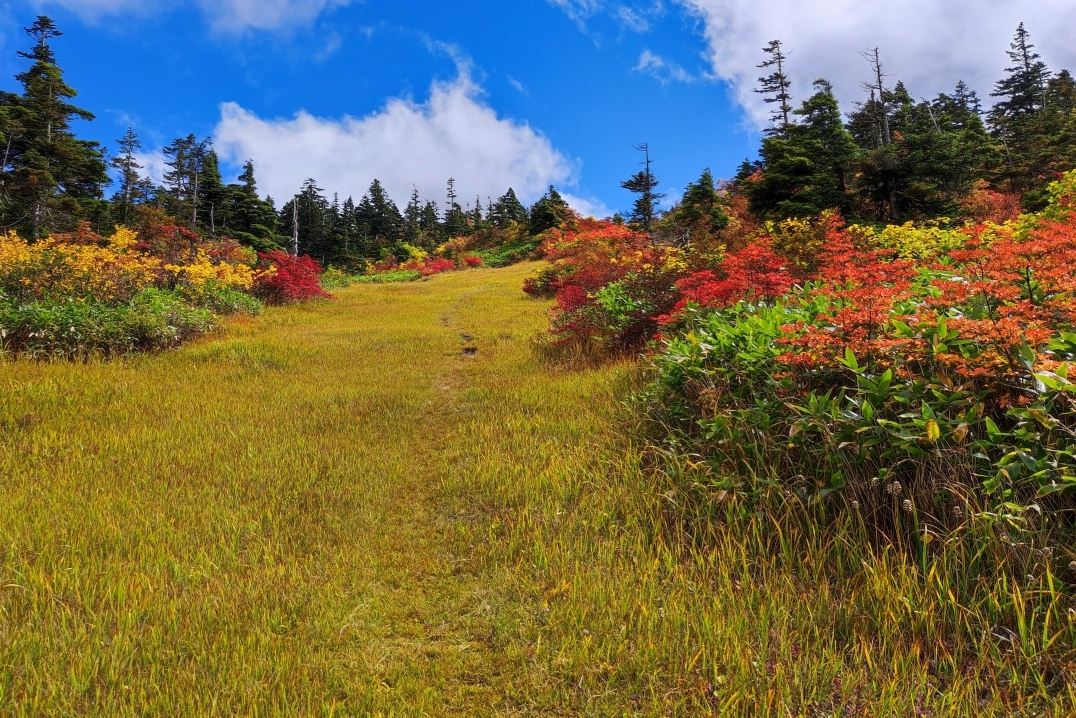 苗場山山頂部の紅葉
