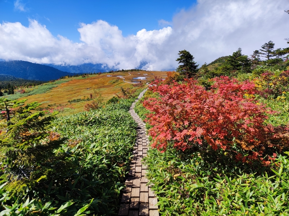 苗場山山頂部の湿原