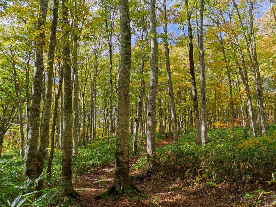 カヤの平高原のブナ林の紅葉