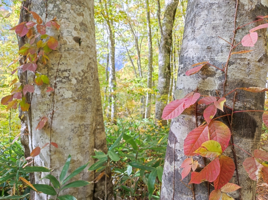 ツタウルシの葉