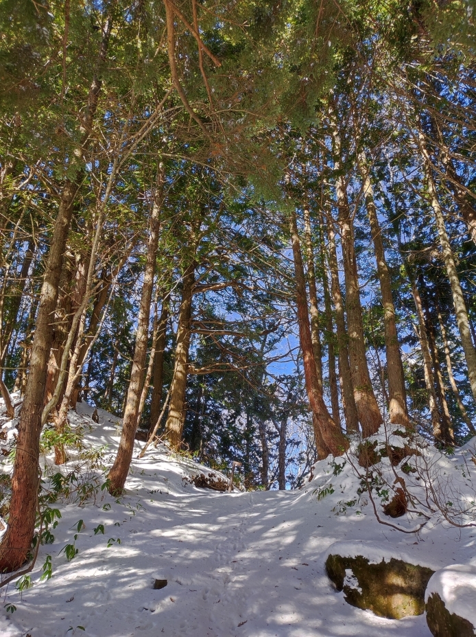 三角池付近の原生的な林
