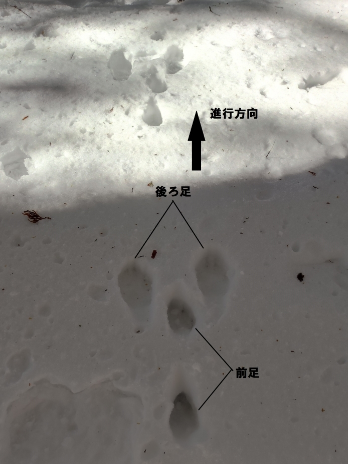 ウサギの足跡