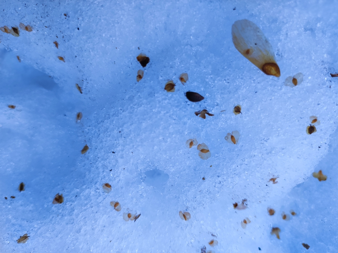 シラカバの種子