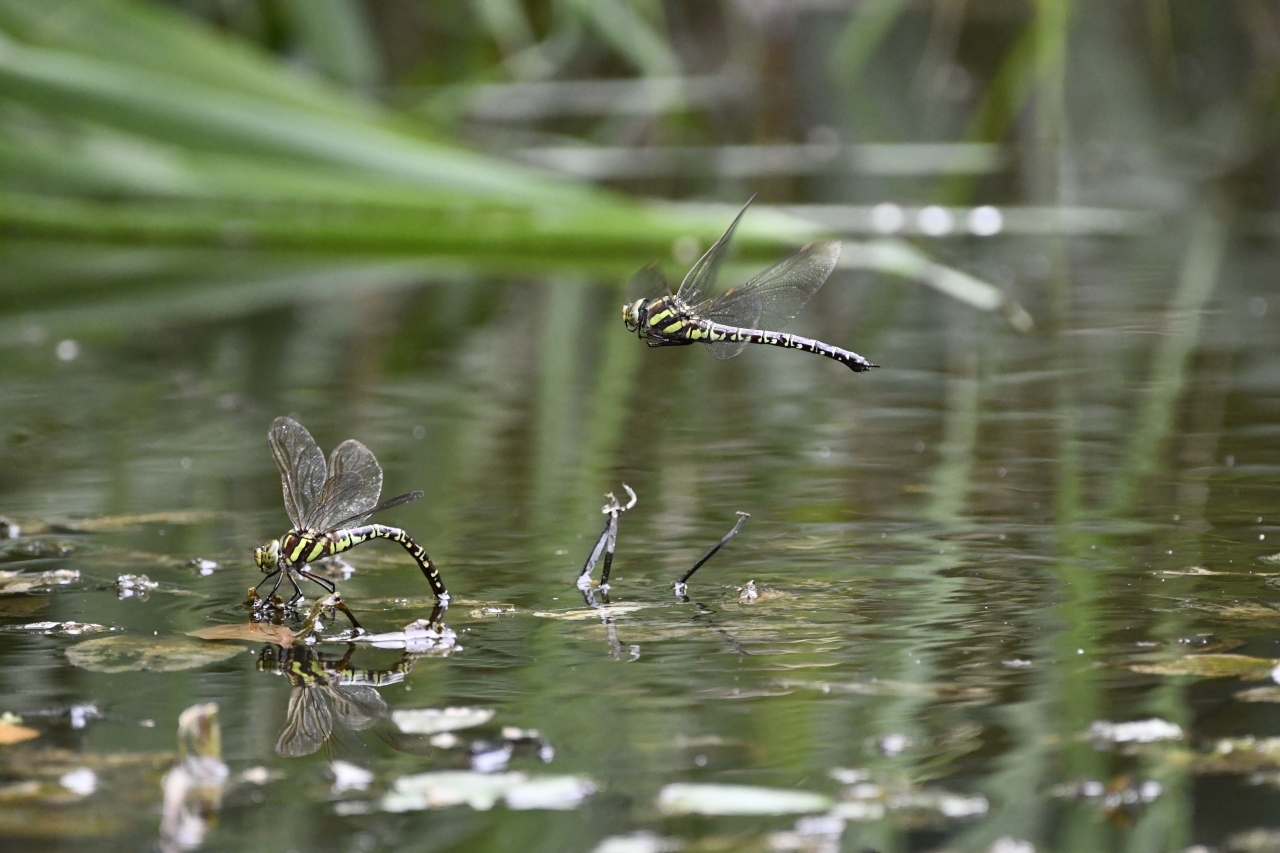 オオルリボシヤンマ