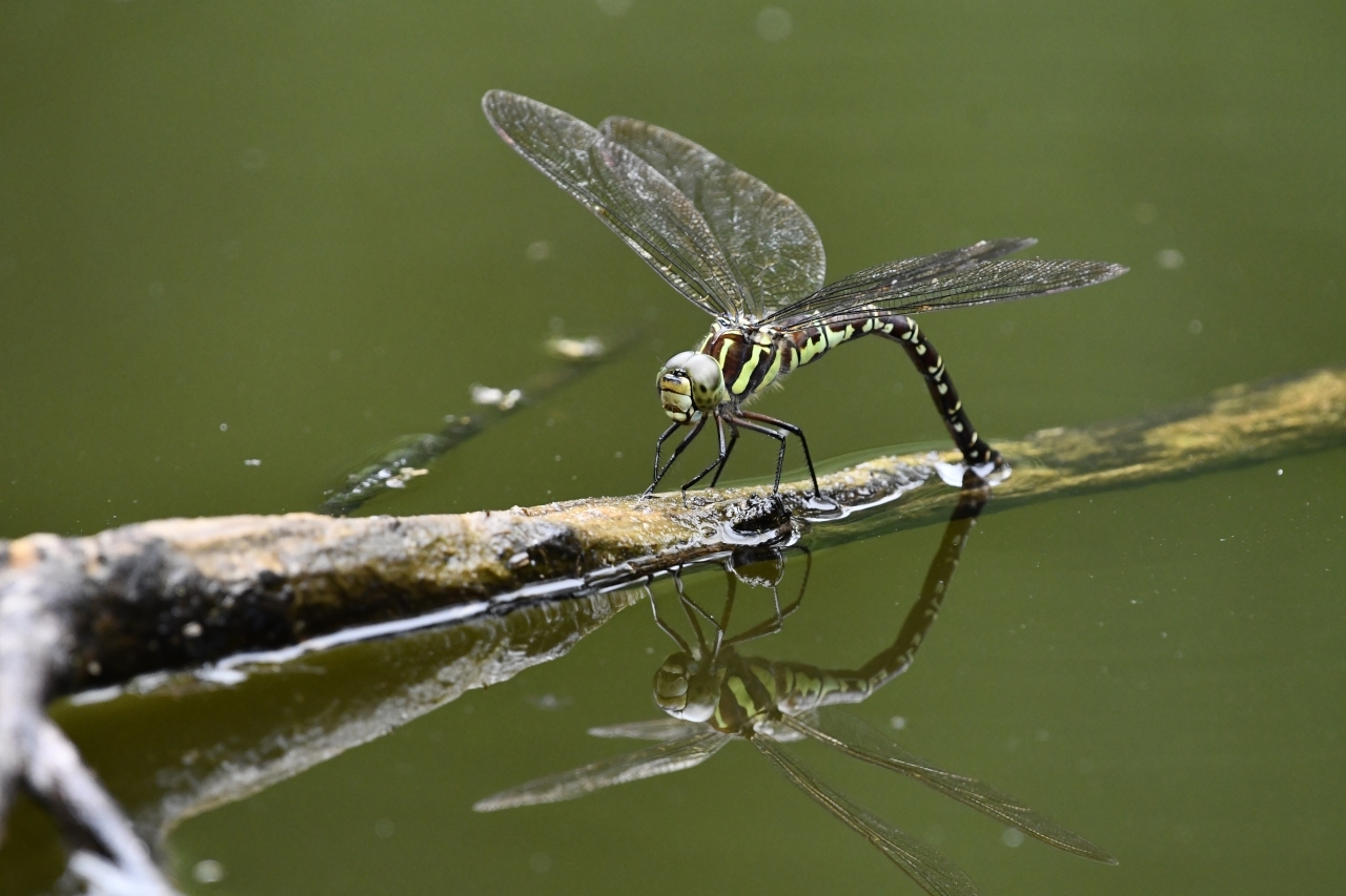 オオルリボシヤンマ