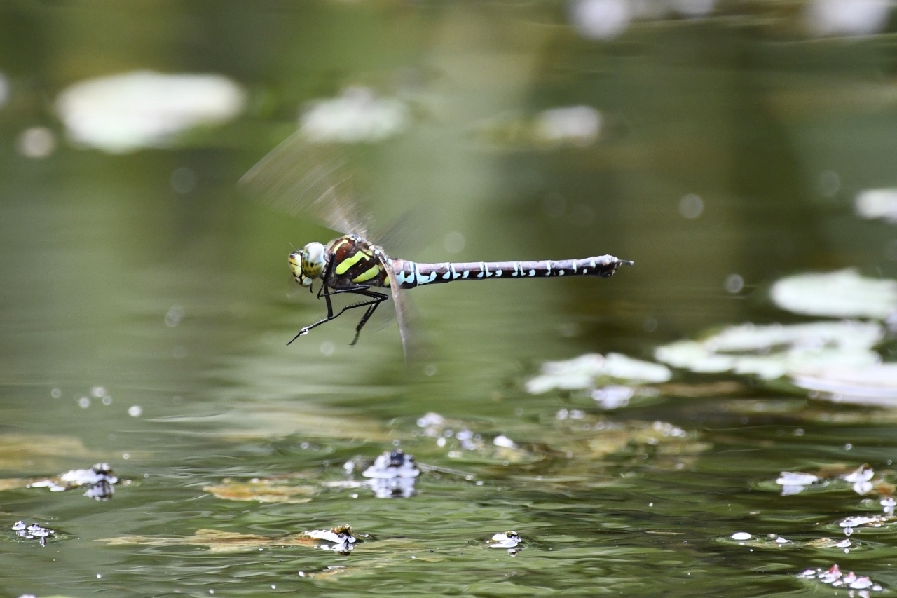 オオルリボシヤンマ