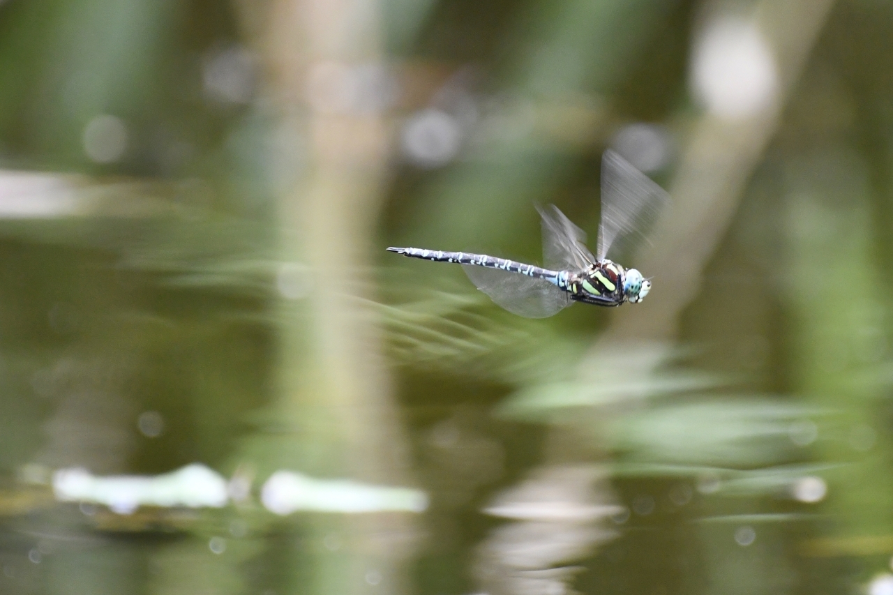 オオルリボシヤンマ