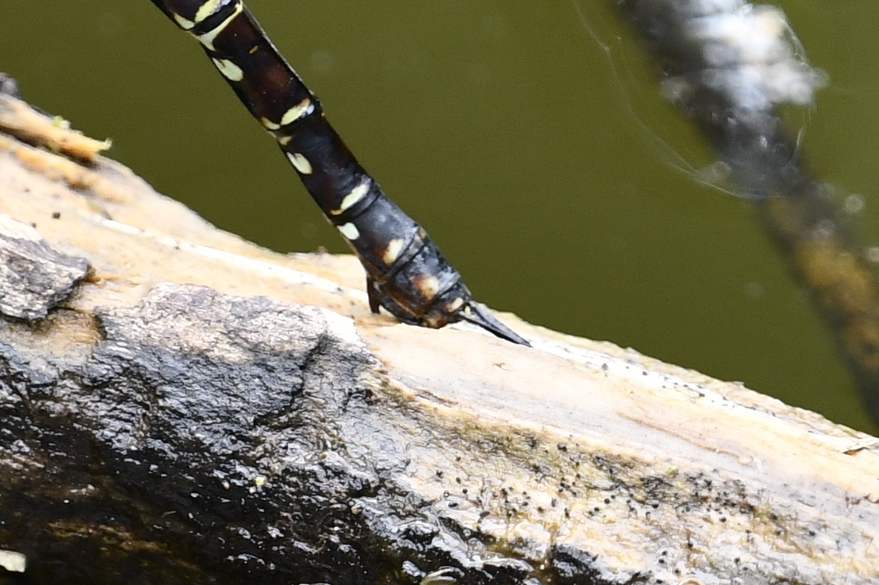 オオルリボシヤンマ