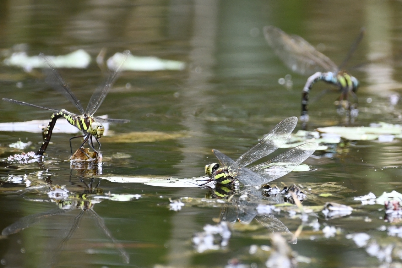 オオルリボシヤンマ
