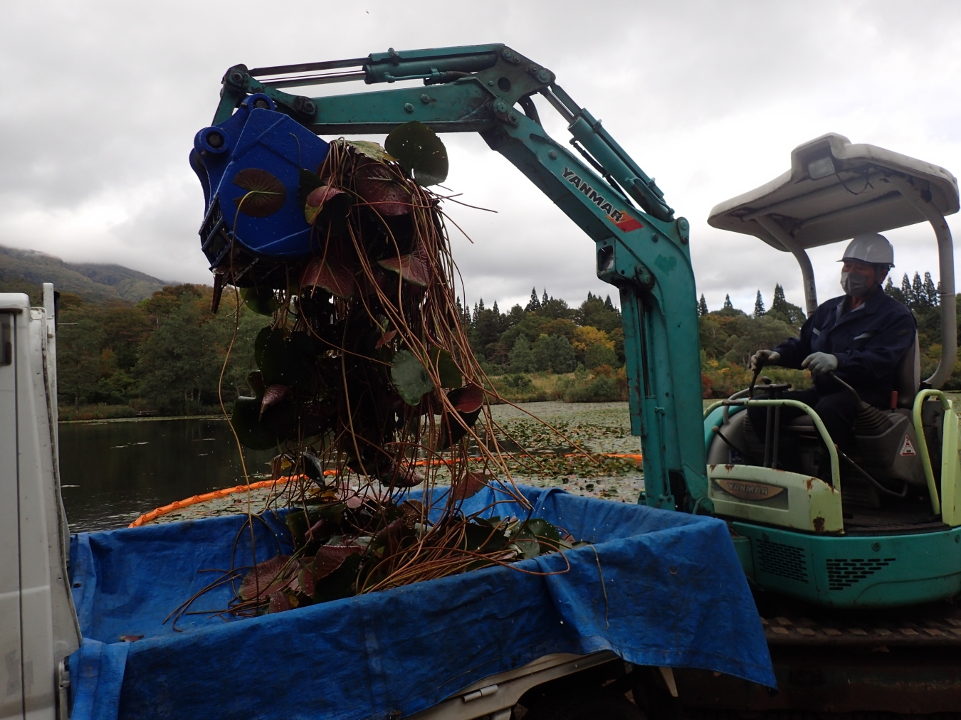 スイレンを回収してゴミ処理場に運搬