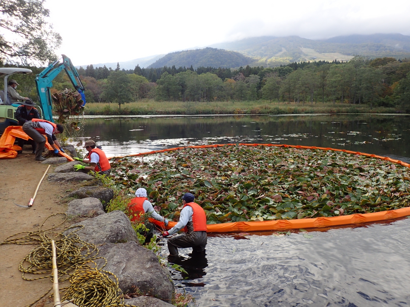 フロートを引き寄せて刈り取りしたスイレンを回収