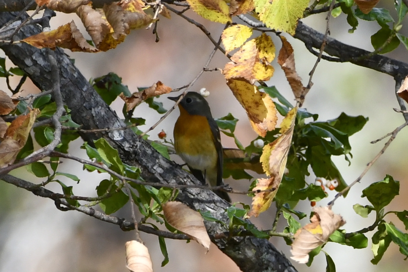 やってきたムギマキ＜旅鳥＞。ムギマキの時期に飛来することからその名が