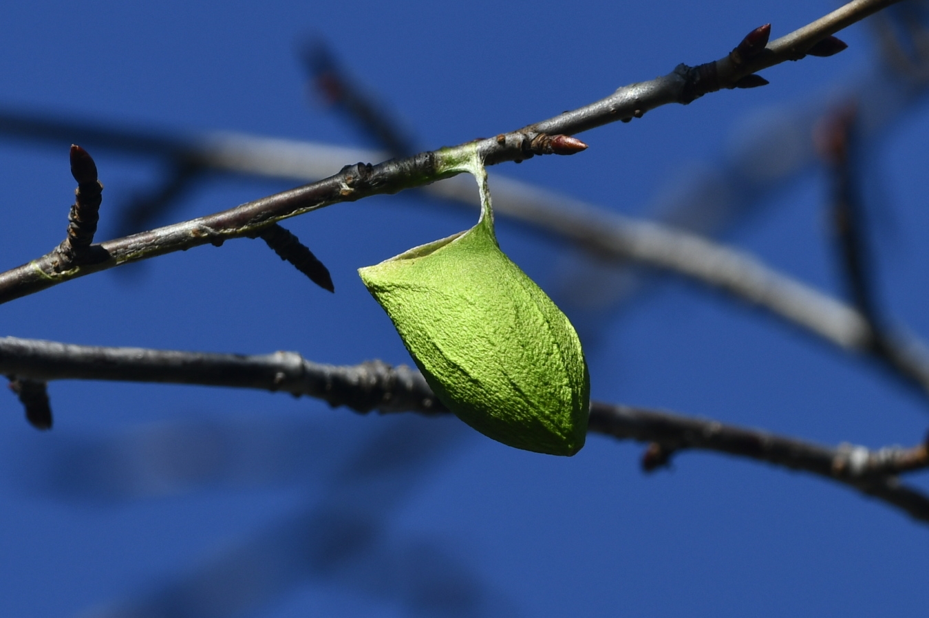 ウスタビガの繭