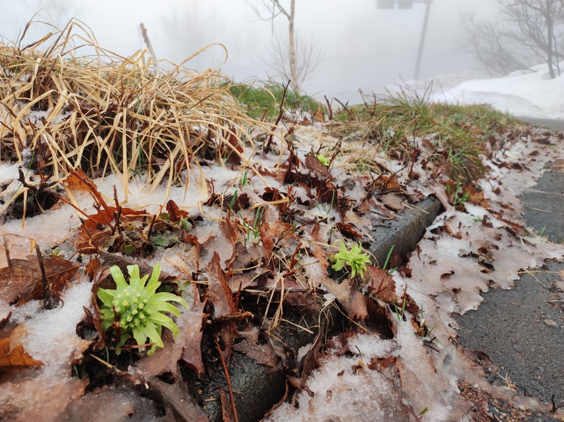 みぞれのような雪
