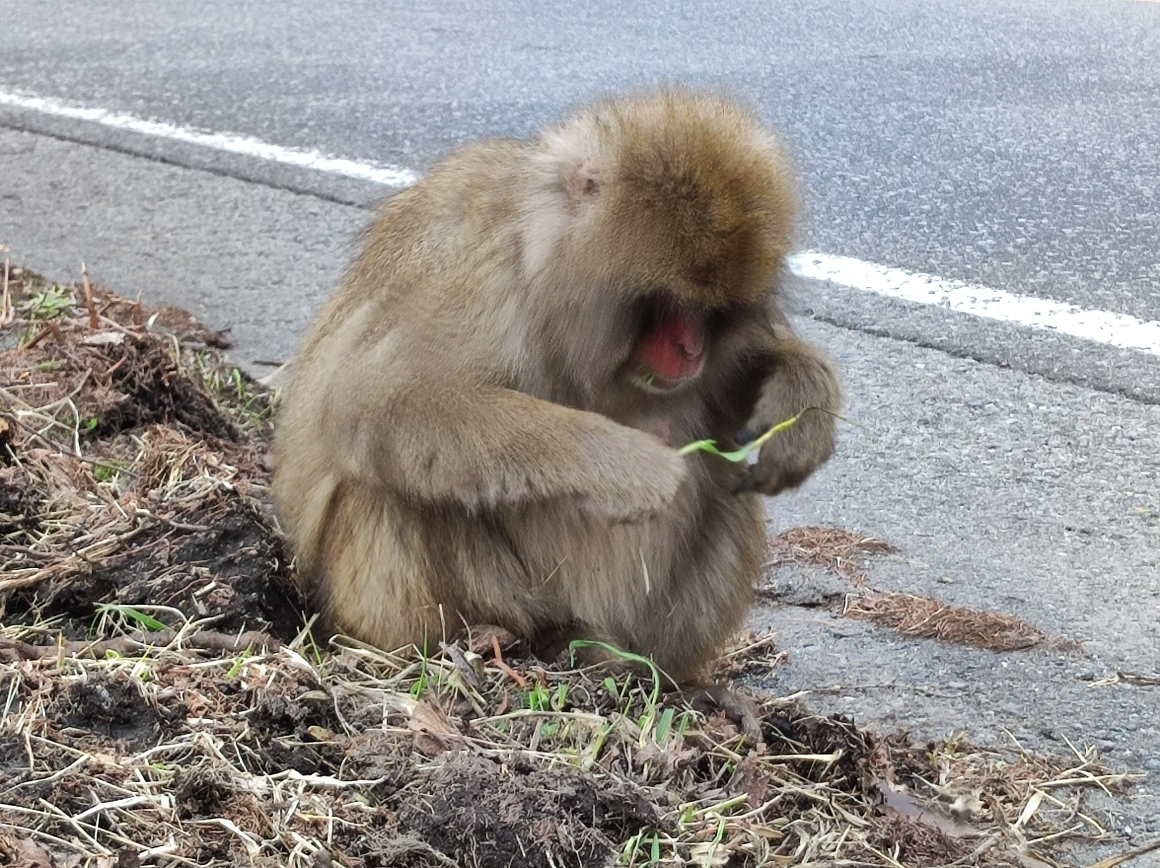 草を食べるサル