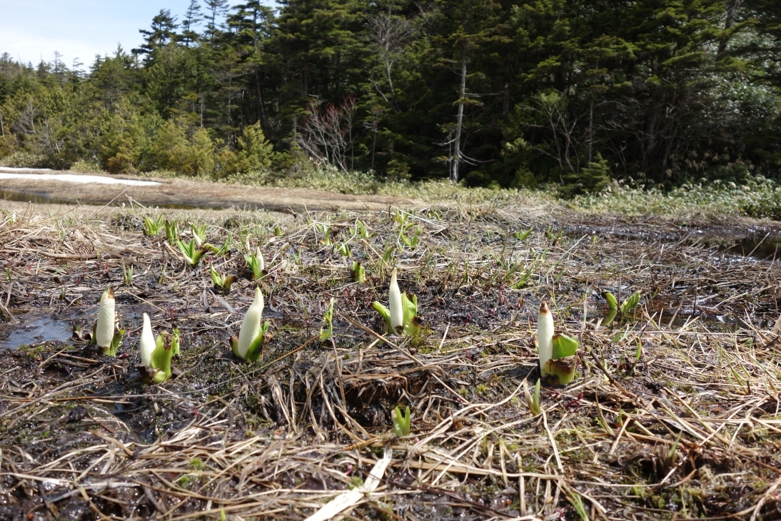 ミズバショウは開きかけ