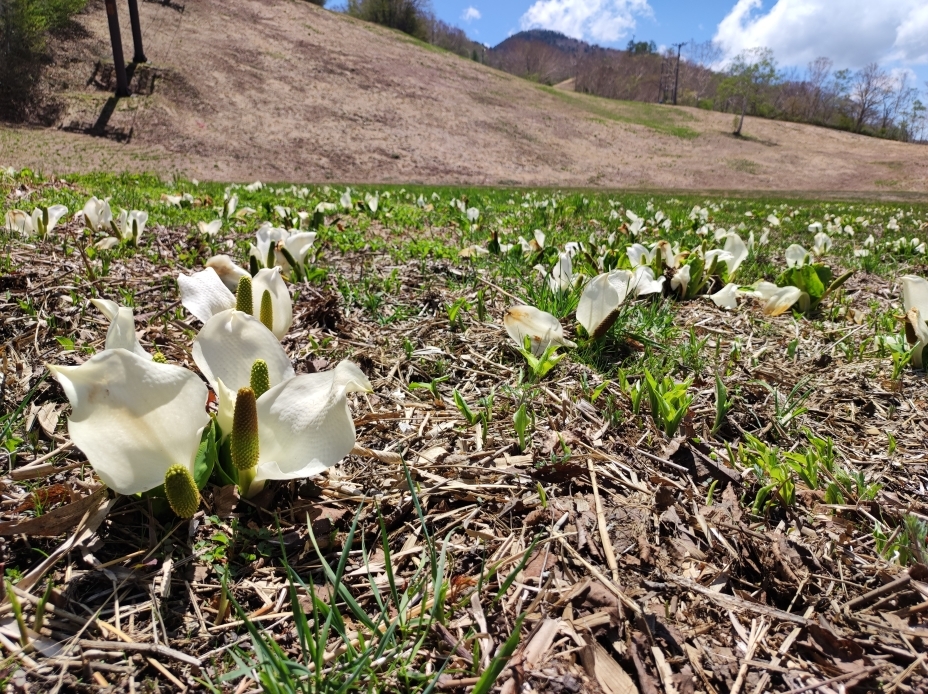 蓮池スキー場ではミズバショウが開花しています