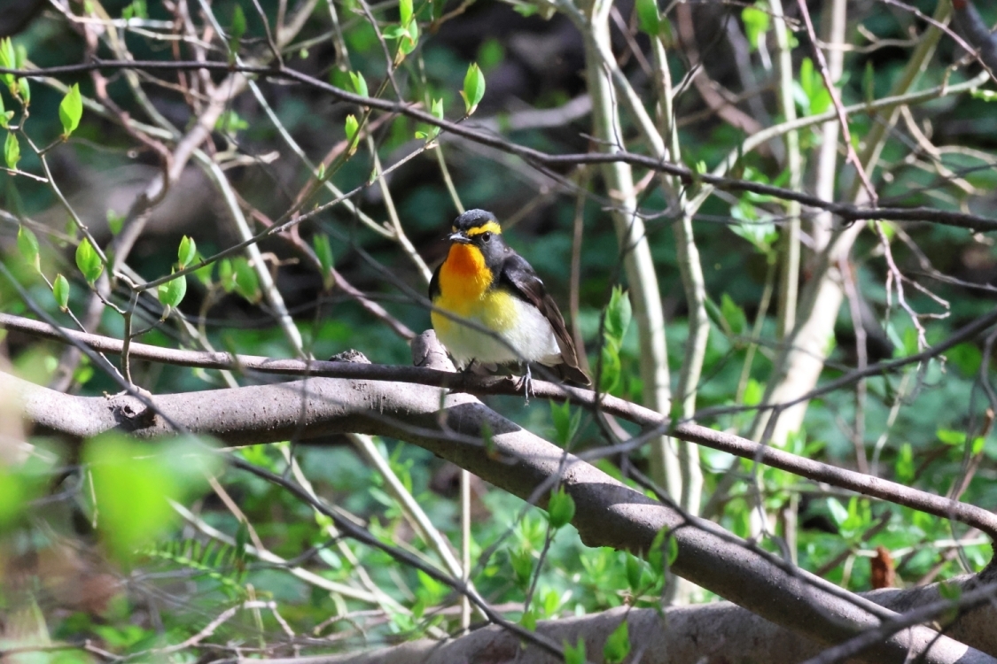 初夏へ向かう戸隠