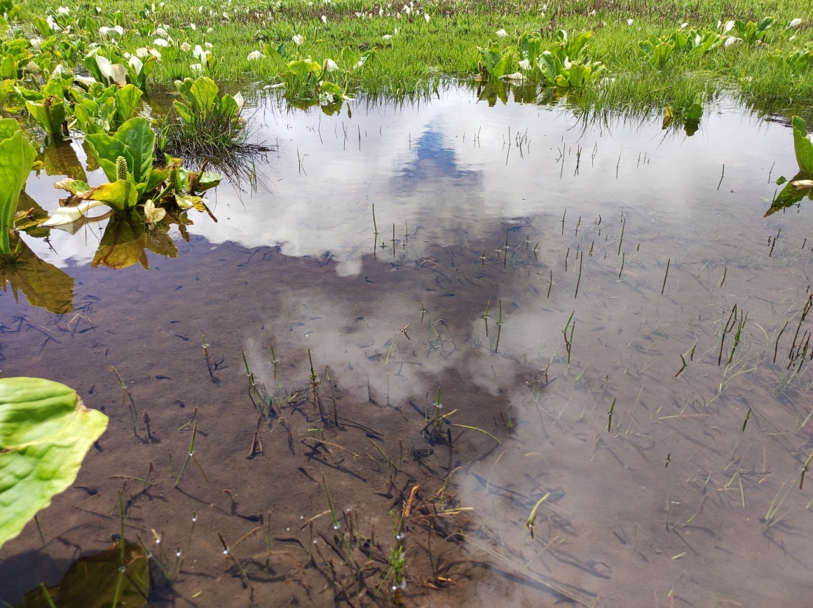 おたまじゃくし