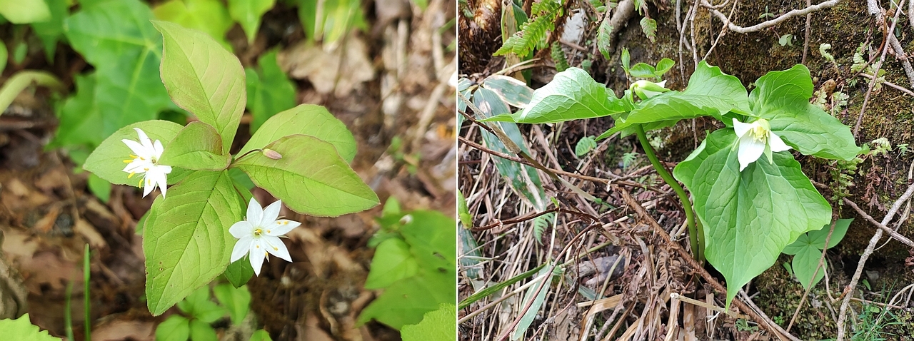 ツマトリソウとミヤマエンレイソウ