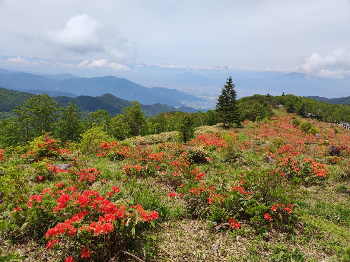 四阿からレンゲツツジの群生を見下ろす