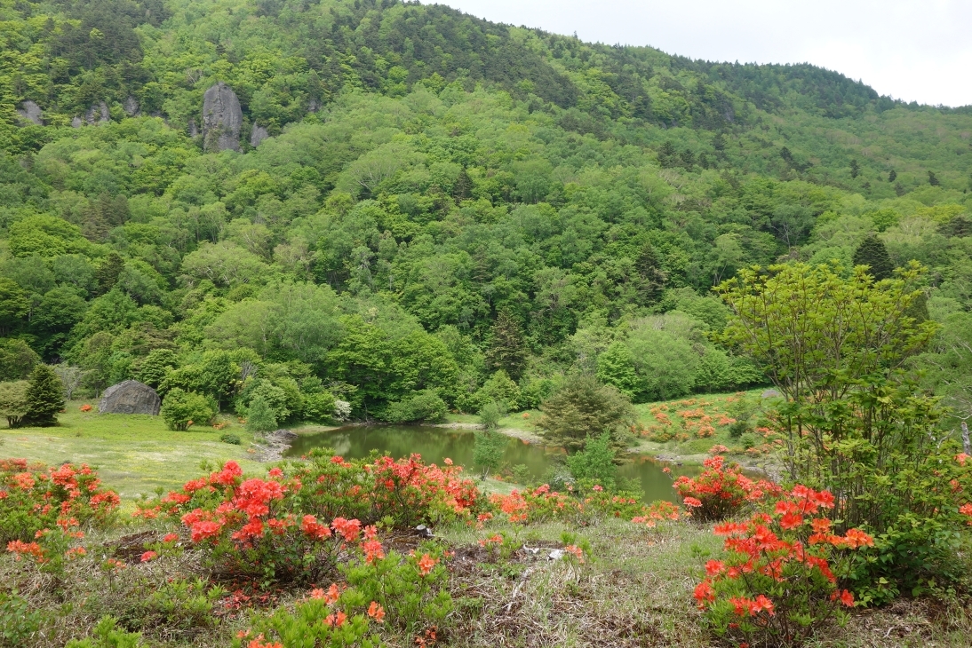 大池付近のレンゲツツジ