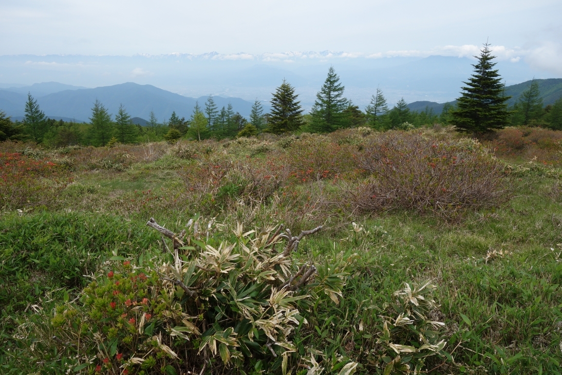 大平のレンゲツツジ