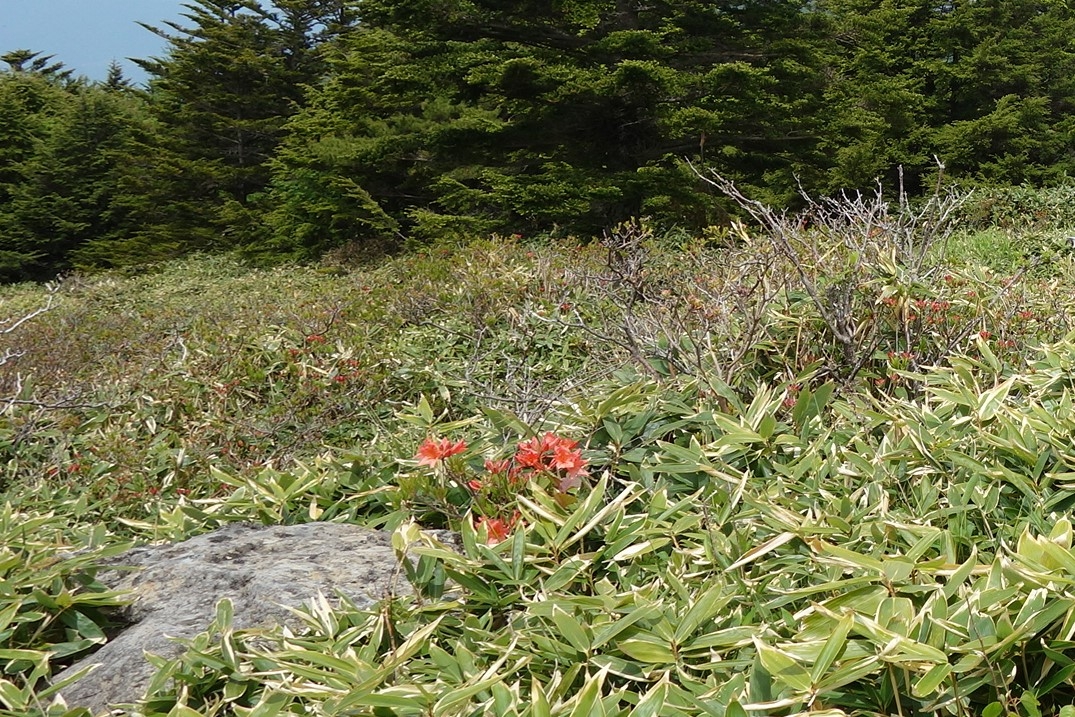 ササに埋もれたレンゲツツジ