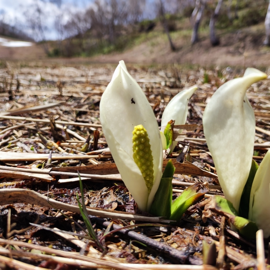 蓮池スキー場のミズバショウ