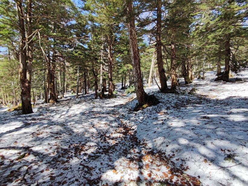 池めぐりコースの積雪