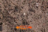 写真:【映像1】生きものと季節の変化-藤前干潟-2