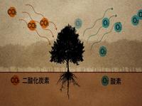 写真:【映像2】森の機能を学ぶ2