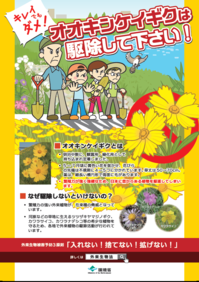 キレイでもダメ!オオキンケイギクは駆除して下さい!