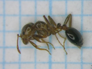 （ヒアリの写真）　全体は赤茶色で腹部が黒っぽい赤色