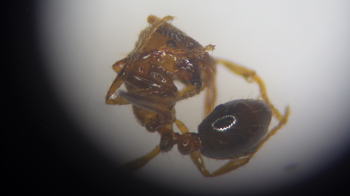 今回確認されたヒアリ