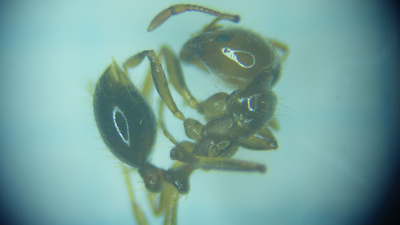 ヒアリ写真（提供可）