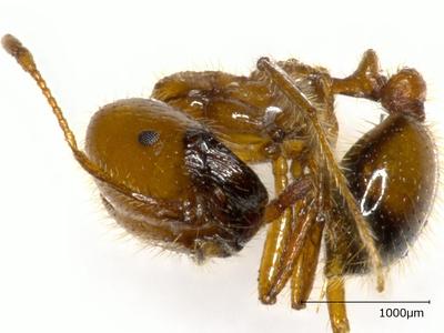 写真　今回確認されたアカカミアリ（岐阜県提供）