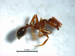 写真　今回発見されたヒアリ（環境省撮影）