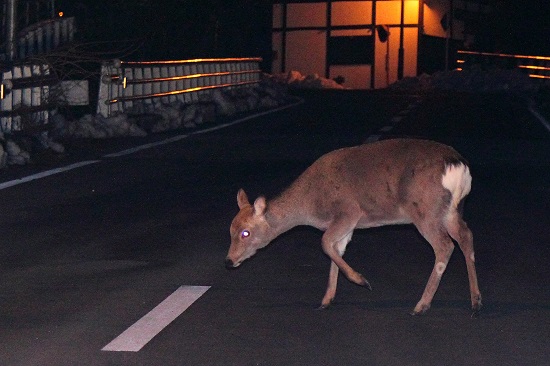 ニホンジカ　冬毛　メス