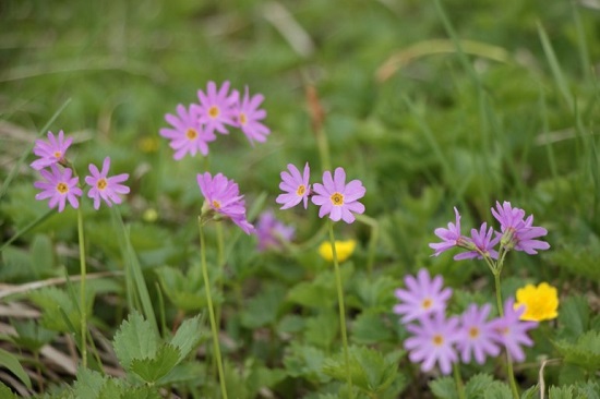 ハクサンコザクラ