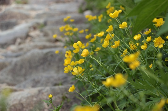 ミヤマキンポウゲ