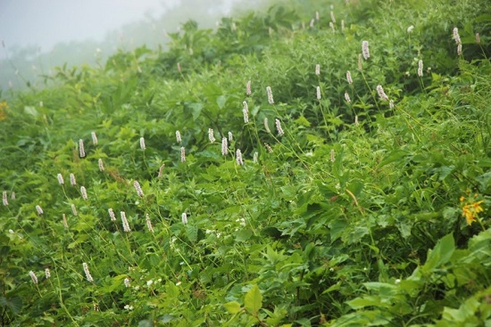 イブキトラノオ